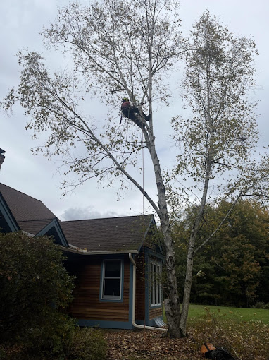 Seasonal Tree Maintenance Tips for Morristown, VT Homeowners