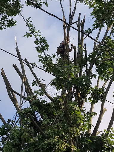 How to Identify and Treat Common Tree Diseases in Morristown, VT